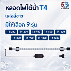 ปก